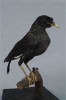 藏品(八哥)的圖片